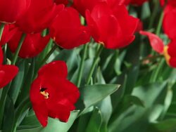 Tulips in the wind Stock Footage