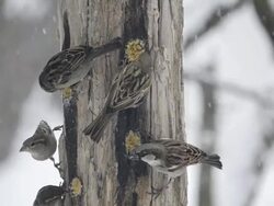 MS View of House sparrows (Passer domesticus) peck at homemade suet in wooden feeder as snow blows by / Valparaiso, Indiana, United States Stock Footage