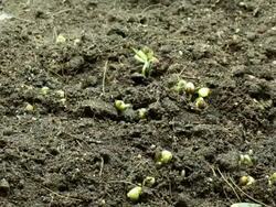 Germinating plant Time Lapse Stock Footage