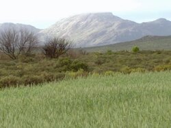 WS View of Cultivated field and low growing shrub or fynbos leading up to hazy mountain range / Namaqualand, Northern Cape, South Africa Stock Footage