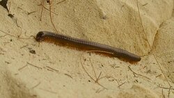 Giant Millipede on Sand Close-up Stock Footage