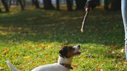 HD: DOG Jack Russell Stock Footage