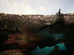 Valentine's Day Celebrated At San Francisco Zoo Stock Footage