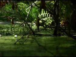 Tracking shot close through swamp Stock Footage