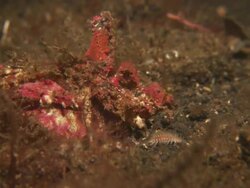 Devilfish, Predation, grabs, Indonesia  Stock Footage