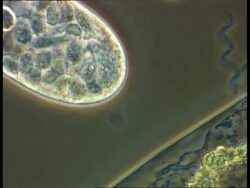 Ciliates, spirochaeta bacteria and bacteria from pond water, good cilia action Stock Footage