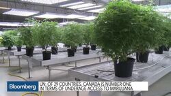 Paving the Way for Canada's Legalization of Marijuana News Clip