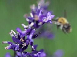 SLOW MOTION: Flying Bee Stock Footage