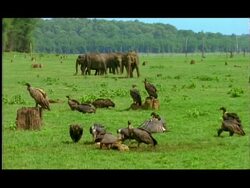 Locked off scene with elephants (Elephas maximus) and vultures, Nagarahole, Southern India Stock Footage
