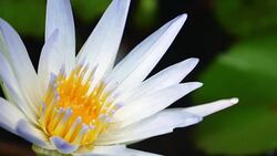 purple water Lily Stock Footage