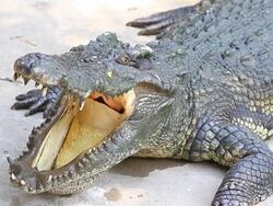 Crocodile Stock Footage
