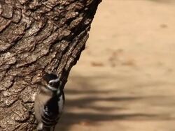Oklahoma Woodpecker Stock Footage