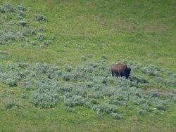 MS AERIAL Shot over Buffalo walking in grassy field / Wyoming, United States Stock Footage