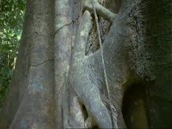 Tree (Pseudobombax), cranes up roots. Stock Footage