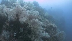 Pink coral forest undersea, Raja Ampat, Indonesia Stock Footage