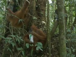 MS Orang utan mother and child eating and walking / Bukit Lawang, North Sumatra, Indonesia Stock Footage