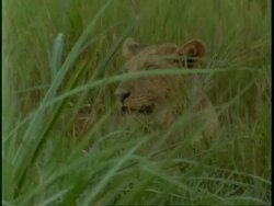 MS African Lion, Panthera leo, lioness sitting in long, green grass, looks to camera, Uganda, Africa Stock Footage