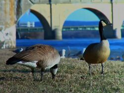 Geese Graze Along Riverbank Stock Footage