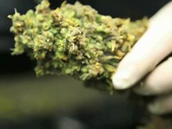 Marijuana, weed, buds, cannabis, plant, pot Stock Footage