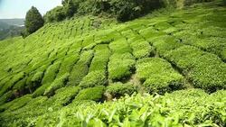 Tea plantation in Cameron Highlands Pahang Stock Footage