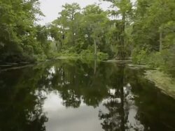 bayou river Stock Footage