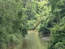 Zoom out Tropical rainforest Stock Footage