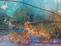 Lobster Stock Footage