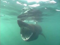 Basking shark (Cetorhinus maximus) filter feeding on plankton, Hebrides Scotland. Stock Footage