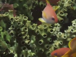 Anthias (subfamily Anthiinae) sheltering Stock Footage