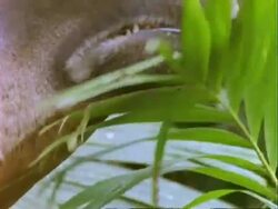 Baird's Tapir, BCU tapir sniffs leaves.  Panama. Stock Footage
