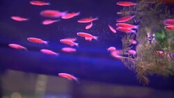 neon fish Stock Footage