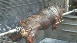 suckling Stock Footage