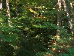 MS PAN Borjomi-Kharagauli National Park / Borjomi, Georgia Stock Footage