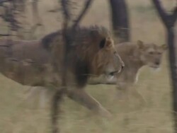MS TS ZI Lion and lioness walking through grass / Tanzania Stock Footage