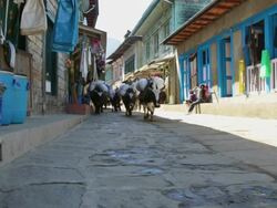 MS LA Shot of Dzo yaks walking through Solukhumbu mixture of yak and cow / Lukla, Nepal Stock Footage