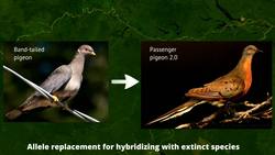 Stewart Brand: The dawn of de-extinction. Are you ready? Instructional Video