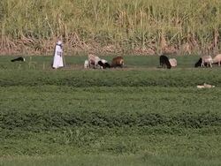 GRAZING SHEEP AND SUGAR CANE FIELD Stock Footage