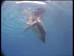 MS Green turtles mating at water surface, Borneo Stock Footage