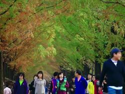  MS Shot of People enjoying redwood tree along road / Damnyang, Jeollanam-do, South Korea Stock Footage