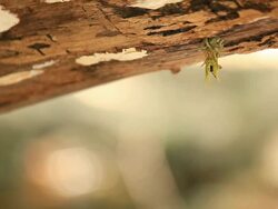 Wasp Stock Footage