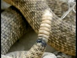 BCU Rattlesnakes tail rattling, USA Stock Footage