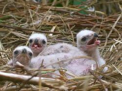 Marsh Harrier Chicks Stock Footage