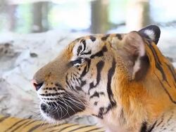 Siberian Tiger Stock Footage
