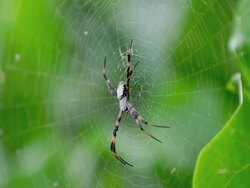 CU Spider on cobweb / Kalapana, Hawaii, The Big Island, USA Stock Footage