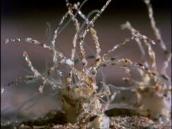 CU underwater view of Sand Mason Worm, Lanice conchilega, tentacles building sand branches on top of burrow, United Kingdom Stock Footage