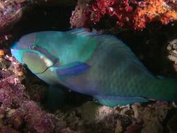 Sleeping Parrot fish, Southern Visayas, Philippines Stock Footage