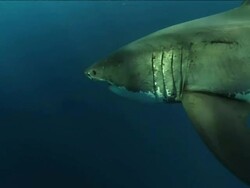Medium pan-left - A great white shark glides through sun-dappled water. Stock Footage