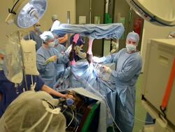 Veterinary Students In Training Stock Footage