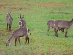WS PAN Shot of  herd of Waterbuck displaying mating behavior / Pilanesberg, Gauteng, South Africa Stock Footage