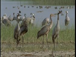 MS Cranes standing, looking to right, Gujarat, India Stock Footage